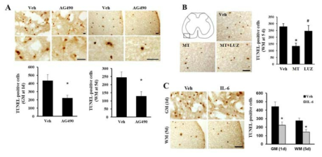 TUNEL staining at 1 d (gray matter) and 5 d (white matter). Effect of AG490 (A), melatonin and luzindole (B), IL-6 neutralizing antibody (C)