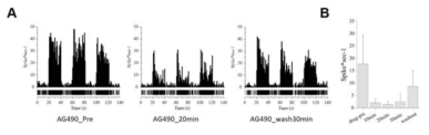 Extracelluar recording in L4-L5 spinal dorsal cord