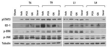 Western blot for pSTAT3, ED-1, pERK, p-JNK in spinal cord (T6, T9, L1, L4) at 30 d after SCI