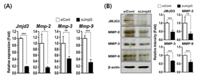 (A) RT-PCR for Jmjd3, Mmp-2, Mmp-3, Mmp-9, (B) Enzymatic activity assay