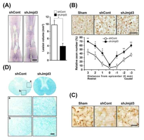 (A) Cresyl violet staining (B) NF 200 immunostaining (C) 5-HT immunostaining (D) Luxol fast blue staining at 38 days after SCI