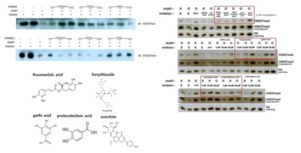 Histone H3 Lys 27 (H3K27) demethylase JMJD3의 activity 억제 효능 확인, 그림에서 NOG는 N-Oxalyllycine으로 Jmjd3를 inhibition하는것으로 알려진 positive control임. Jmjd3 enzymatic activity assay kit에서 recommend는 positive control