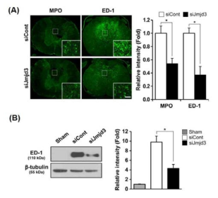 척수 내 혈액침투에 미치는 JMJD3의 영향 (A) Immunostaining and quantification of MPO and ED-1-positive cells. (B) Western blot for ED-1