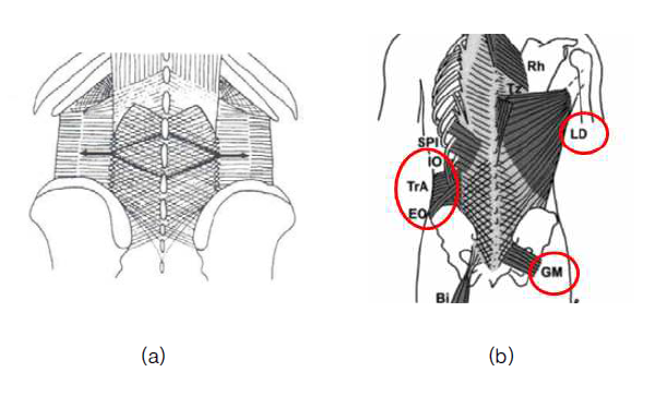 흉요근막의 (a) 섬유 방향 및 (b) 연결된 근육