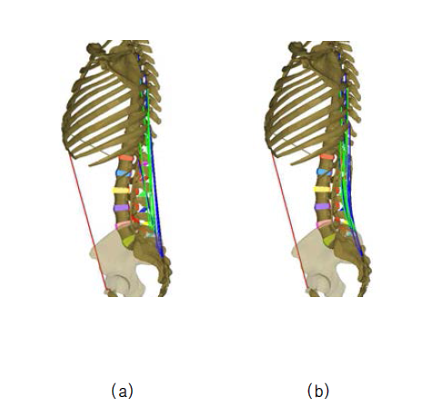 (a) straight muscle 과 (b) curved muscle 의 모델 형상 비교