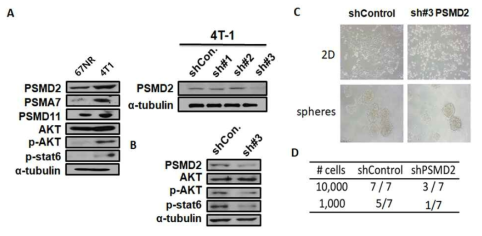 4T1 세포 모델에서 PSMD2 발현 억제에 따른 sphere formation 및 종양개시능력