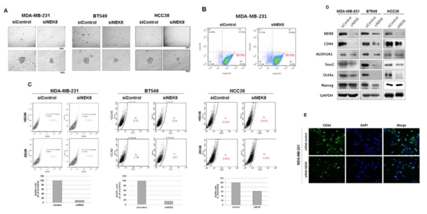 NEK8의 발현을 knock-down 시켰을 때 sphere formation능, CSC 성격 감소