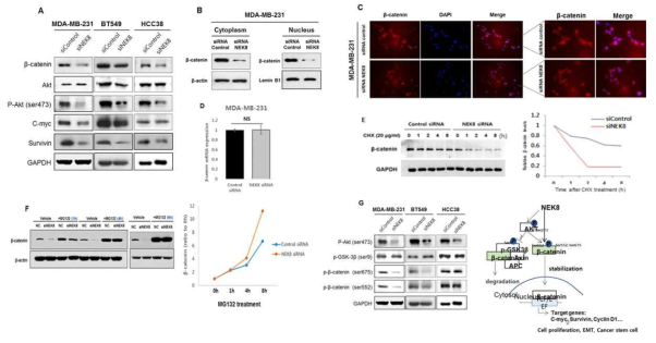 NEK8/beta-catenin signalin 기전 확인