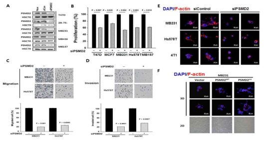 PSMD 발현 조절에 따른 proliferation, migration, invasion 과 3D 환경 내 invasion 비교