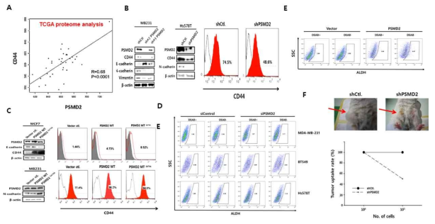 PSMD2 발현 조절에 유방암줄기세포 마커 (CD44, ALDH1)의 발현 비교 및 in vivo 종양개시능력 확인