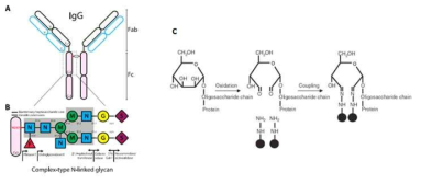 항체의 N-glycan 구조와 glycan의 산화 반응 모식도