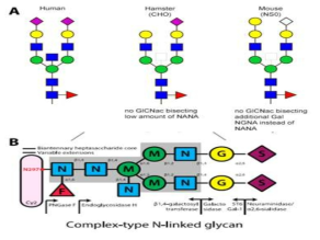 종에 따른 항체의 당쇄구조와 N-glycan 당쇄