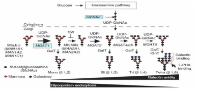 골지 복합체에서 단백질 당질화 과정 (Nature Immunology 15, 1038–1045, 2014)