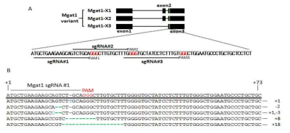 Mgat1과 isotype들의 knock-out을 위한 유전형 분석(genotyping)