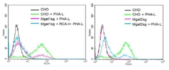 flow cytometry를 이용한 정상세포주와 결손세포주에서 L-PHA의 결합정도 비교