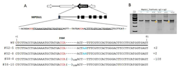 Mpdu1 유전자의 Indel 확인 및 Knock-out 유전형 분석