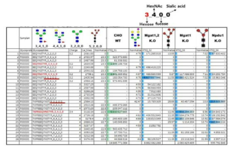 Knock-out 세포주에서 생산된 항체의 당쇄 분석
