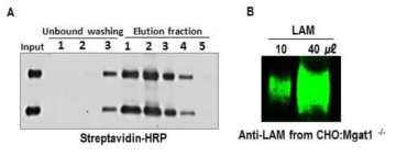 항체의 biotinylation