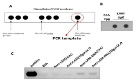 NC membrane 지지체를 이용한 dot blot과 immuno-PCR 시스템 구축