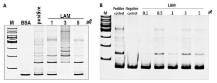 항체-DNA 복합체를 이용한 immuno-PCR