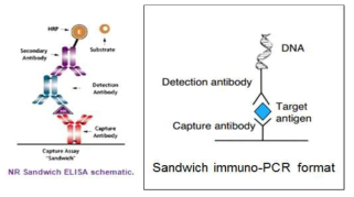 결핵진단의 한계를 극복하기 위한 immuno-PCR 방법