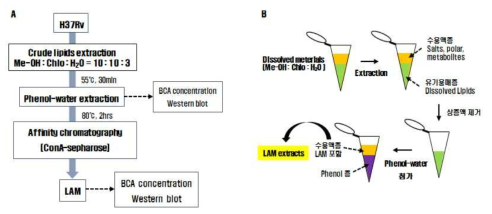 결핵환자 유래 LAM의 추출 방법