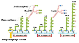 Lipoarabinomannan의 구조 (출처: Arun K. Mishra et al. FEMS Microbiol Rev 2011;35:1126-1157)