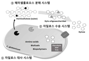 헤미셀룰로오스 분해 및 대사회로 모식도