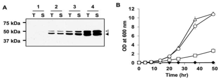 자일로즈 대사회로 시스템 최적화. A. Western blot 분석. 1:Negative control pCES208 2:pXU1 3:pXU2 4:pXU3. T: protein total fraction S: protein soluble fraction. 검은색 화살표:XylA 하얀색 화살표: XylB B.세포성장곡선.◆:pCES208, □:pXU1, △:pXU2. ○:pXU3