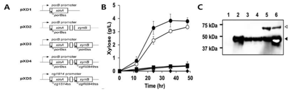 A:다양한 헤미셀룰로오스 분해 시스템 제작 B:분해하여 얻어진 자일로즈 측정. ◆:pCES208 ■:pXD1 △:pXD2 ▲:pXD3 ○:pXD4 ●:pXD5 C:분비 단백질 Western Blotting 결과 1부터 6까지 pCES208 pXD1, pXD2, pXD3, pXD4, pXD5를 나타냄. 검은 화살표: XlnA; 하얀 화살표: XynB