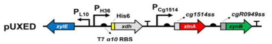 헤미셀룰로오스 분해시스템 및 xylonic acid 전환 시스템 기반 플라스미드 xylE:자일로스 수송 단백질 xdH:xylose dehydrogenase xlnA, xynB: 헤미셀룰로오스 분해 단백질
