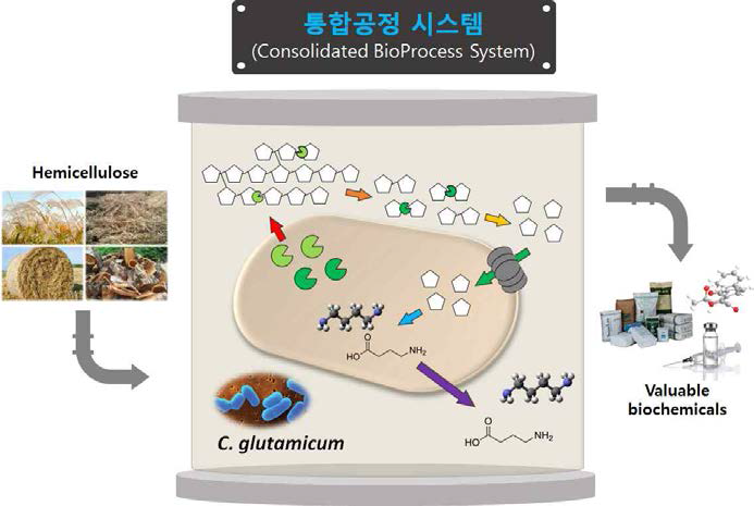 코리네박테리움 글루타미쿰 기반의 통합공정 (CBP) 시스템 개요