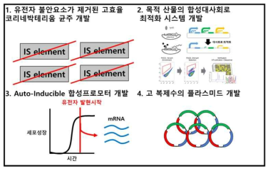 유전자 발현 시스템 개량 모식도