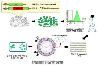 FACS 기반 스크리닝을 통한 IS element의 식별 및 유전적 불안요소의 제거