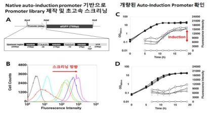 Pcg3141 기반 Promoter library 제작 및 스크리닝 후 결과 A: Promoter design B: 스크리닝 결과. 공벡터 (검은색) Original Cg3141 (하늘색) Original library (빨간색), 1차 스크리닝 (주황색), 2차 스크리닝 (초록색), 3차 스크리닝 (파랑색), 4차 스크리닝 (보라색) C: 야생형 균주에서 형광 발현 D: Stationary phase에서 단백질 발현에 필요한 SigB가 결실된 균주 OD (검은표식) 형광량 (하얀표식)