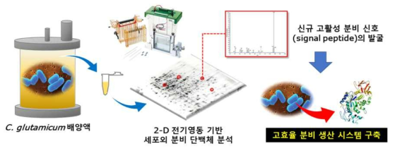 분비 단백질 단백체 기반 신규 Signal peptide 발굴 과정