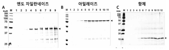 개발한 단백질 분비 시스템을 통한 다양한 단백질 고배양 발효 생산