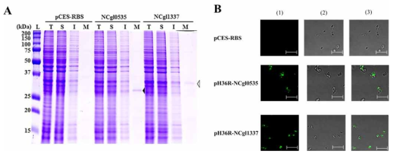 세포 표면 단백질 확인. A 단백질 발현 SDS-PAGE 분석결과. L:단백질 사이즈 마커 T: Total fraction S: Soluble fraction I: Insoluble fraction M: Membrane fraction B 공초점 현미경 결과 (1) 형광이미지 (2) Nomarski (3) 두 이미지를 합친이미지