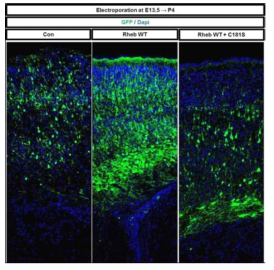 E13.5 시기에 Rheb 와 Rheb C181S 유전자를 발현 후 P4에 회복 확인