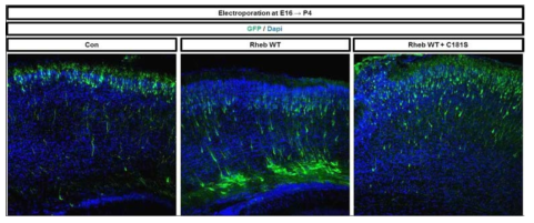 E16 시기에 Rheb 와 Rheb C181S 유전자를 발현 후 P4에 회복 확인