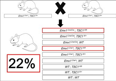 Emx1-Cre 와 TSC1의 교배 후의 조건부 결핍을 얻을 확률