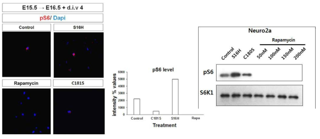 Rheb 돌연변이 형태와 Rapamycin 처리 군의 일차배양세포의 pS6 level 비교 분석