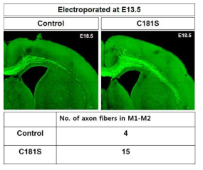 Rheb C181S에 의한 bottom layer 신경세포의 축삭돌기 섬유(axon fiber) 변화