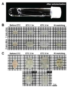 뇌 조직 투명화 기술 (ACT-PRESTO) (Lee E et al.,2016)