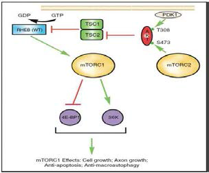 TSC-Rheb-mTOR의 신호전달계(Burke et al.,2012)