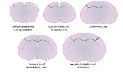 뇌 축삭돌기의 발달과정 모식도 (Laura R. and Linda J. et al., 2015)