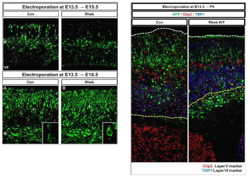 E13.5 시기에 대조군 및 Rheb 유전자를 E13.5 시기에 대조군 및 Rheb 유전자를 발현 후 E15.5에 확인. 발현 후 P4에 확인