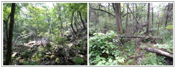 지리산 국립공원에서 2012년 태풍 볼라벤으로 인한 피해