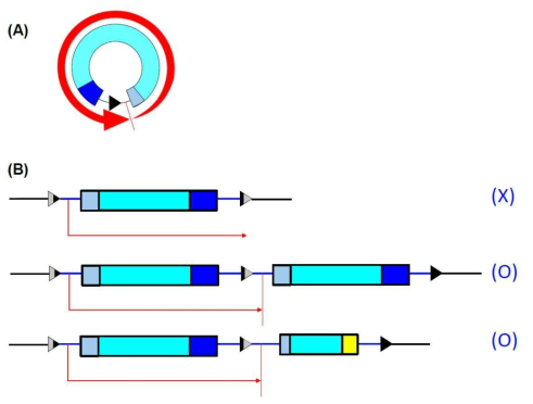 CTX phage의 replication model. (A) Replicative form인 plasmid 형태일때는 rolling circle mechanism을 통해 바이러스 genome의 복제가 발생한다. (B) CTX phage genome이 콜레라균의 염색체에 integration 되어 있는 prophage 형태일 때는 복제 시점이 CTX phage의 끝이 아니고 안쪽에 존재하기 때문에 바이러스가 하나만 삽입되어 있는 경우 복제가 일어나지 않는다. CTX prophage가 복제되려면 CTX phage가 연달아 2개 삽입되어 있거나 CTX phage와 RS1 element가 연달아 삽입되어 있는 배열이 필요하다 (붉은색 화살표 단위가 CTX phage의 복제 단위)