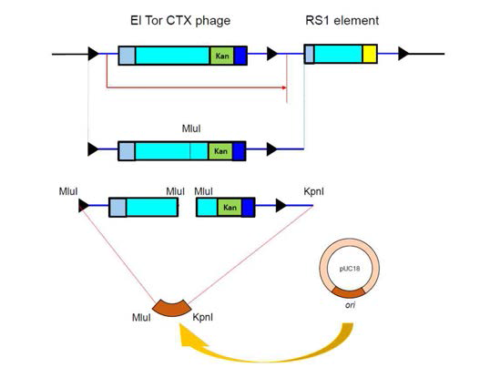 E. coli - Vibrio cholerae shuttle vector construction. 대장균에 사용되는 pUC18 플라스미드의 DNA replication origin 부분을 잘라내고, CTX phage의 복제 단위를 클로닝하여 대장균에서 재조합 플라스미드를 구축한다